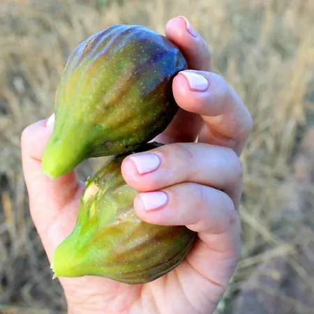 Da Pina Feriegård Porto Conte