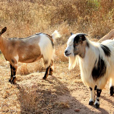 Da Pina Feriegård Porto Conte