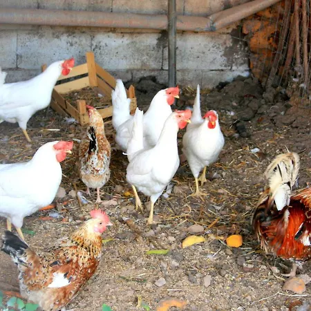 Da Pina Farm stay