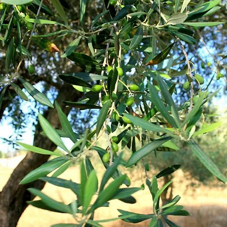 Da Pina פורטו קונטה