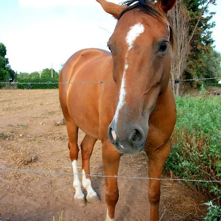 Da Pina * Porto Conte
