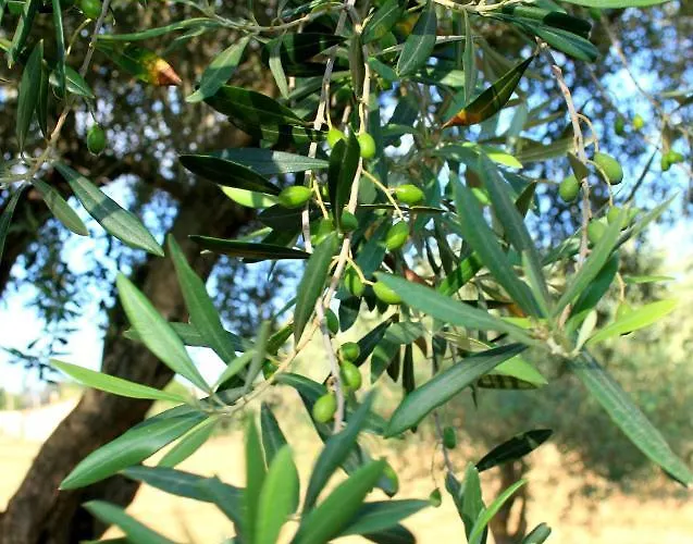 Da Pina بورتو كونتي