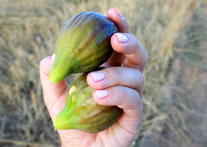 Da Pina مزرعة للإقامة بورتو كونتي