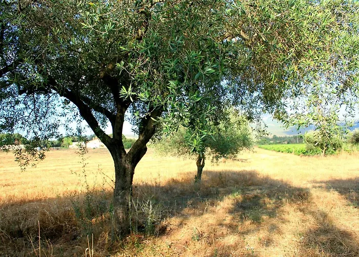 Da Pina مزرعة للإقامة بورتو كونتي