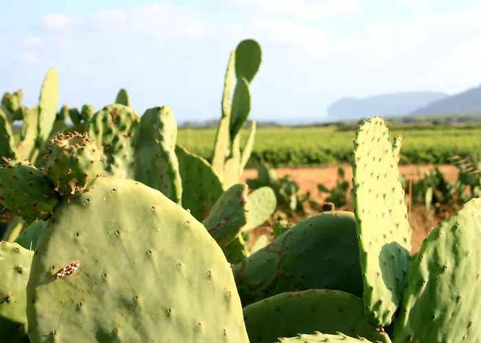 Da Pina بورتو كونتي