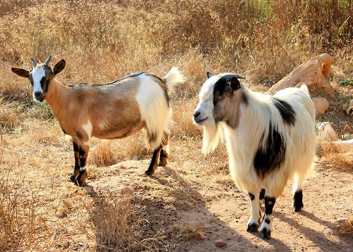 Da Pina مزرعة للإقامة بورتو كونتي