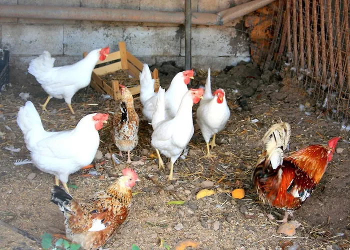 Da Pina مزرعة للإقامة