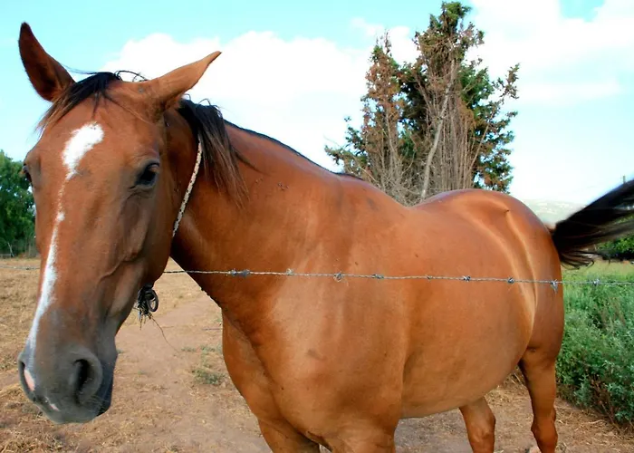 Da Pina * بورتو كونتي