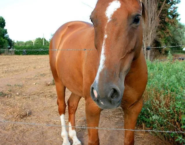 Da Pina * بورتو كونتي